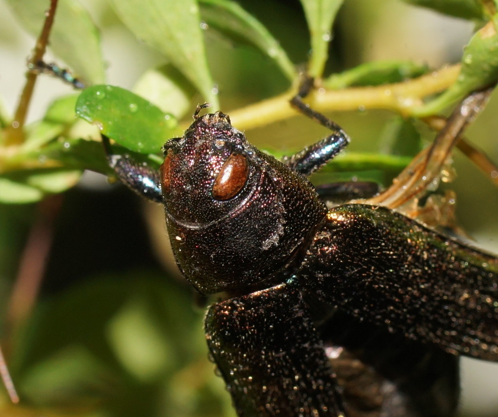 Neobuprestis