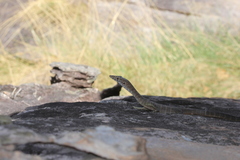Varanus glebopalma