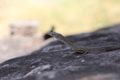 Varanus glebopalma