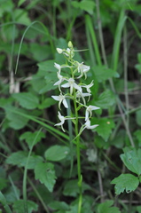 Platanthera bifolia