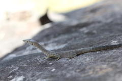 Varanus glebopalma