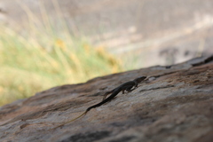 Varanus glebopalma