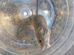 Acomys subspinosus