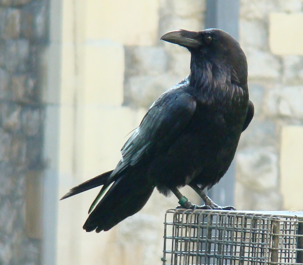 Common raven - Wikipedia