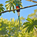 Resplendent Quetzal (Guatemalan) - Photo (c) Chris Rohrer, some rights reserved (CC BY-NC), uploaded by Chris Rohrer