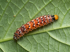 Filodes fulvidorsalis