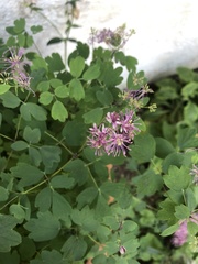 Thalictrum aquilegiifolium