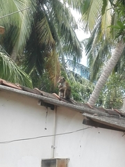 Macaca sinica sinica