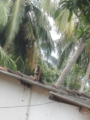 Macaca sinica sinica