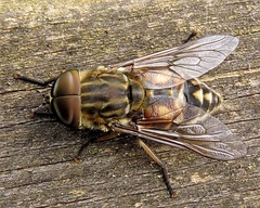 Tabanus autumnalis