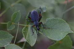 Otiorhynchus cardiniger