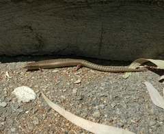 Chalcides ocellatus