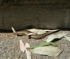 Chalcides ocellatus