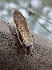 Parcoblatta virginica