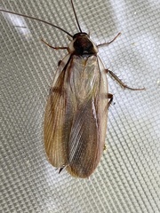Parcoblatta virginica