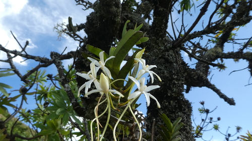 Ypsilopus amaniensis image