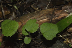 Brachyglottis sciadophila