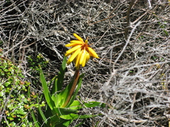 Aloiampelos commixta