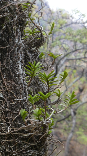 Ypsilopus amaniensis image