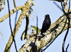 Knipolegus nigerrimus