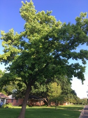 Ictinia mississippiensis