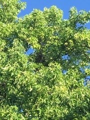 Ictinia mississippiensis