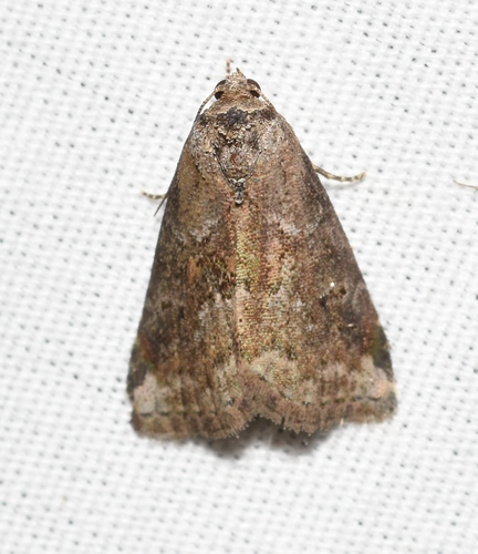 White-lined Graylets photo 4