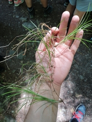 Carex alba