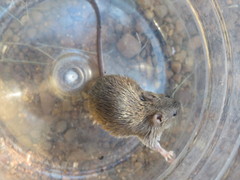 Acomys subspinosus