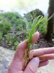 Carex alba