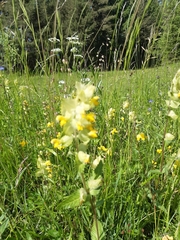 Rhinanthus alectorolophus