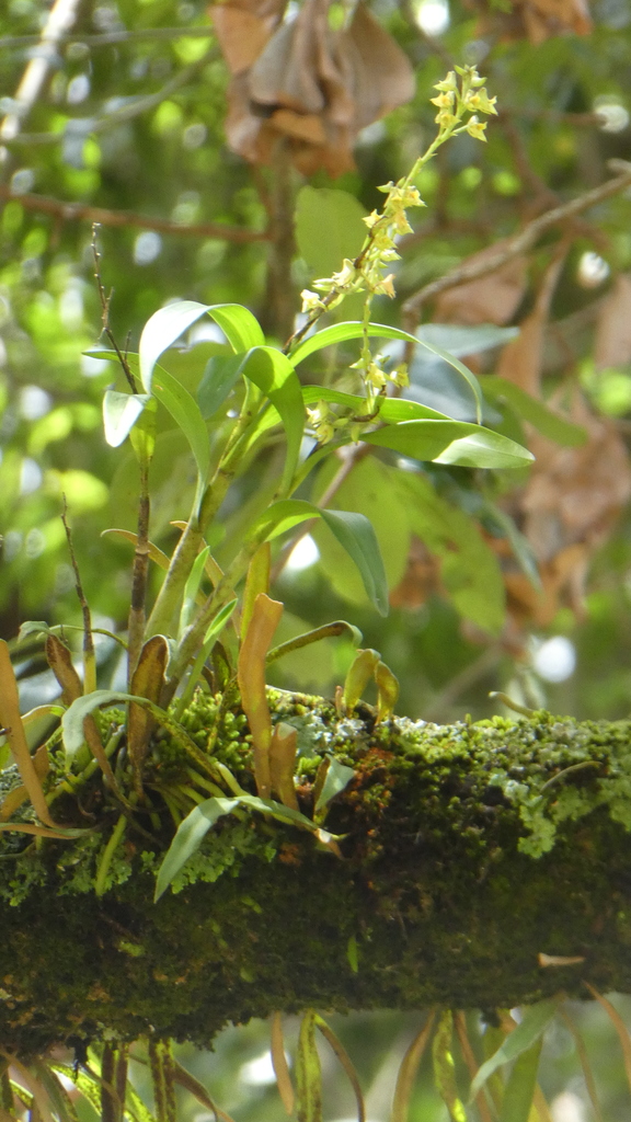 Polystachya bennettiana