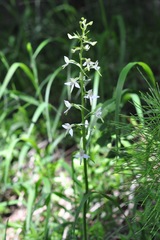 Platanthera bifolia