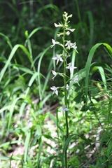Platanthera bifolia
