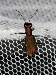 Cylindera germanica