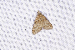 Nola euraphes