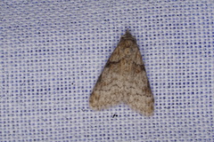 Nola euraphes