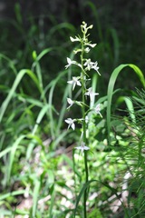 Platanthera bifolia