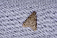 Nola euraphes