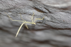 Archimantis gracilis