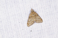 Nola euraphes