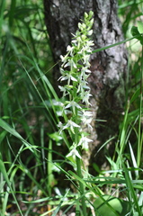Platanthera bifolia