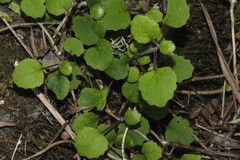 Brachyglottis sciadophila