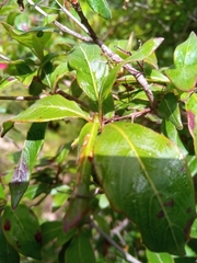 Paracarphalea pervilleana image