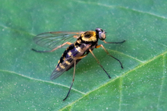 Chrysopilus ornatus
