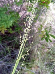 Setaria madecassa