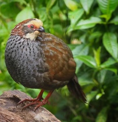 Buffy-Crowned Wood-Partridge photo 2