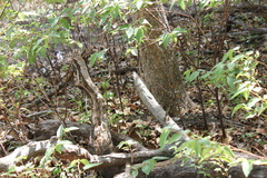 Lophognathus gilberti