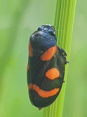 Cercopis arcuata