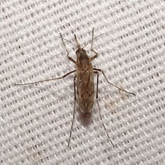 Psorophora discolor